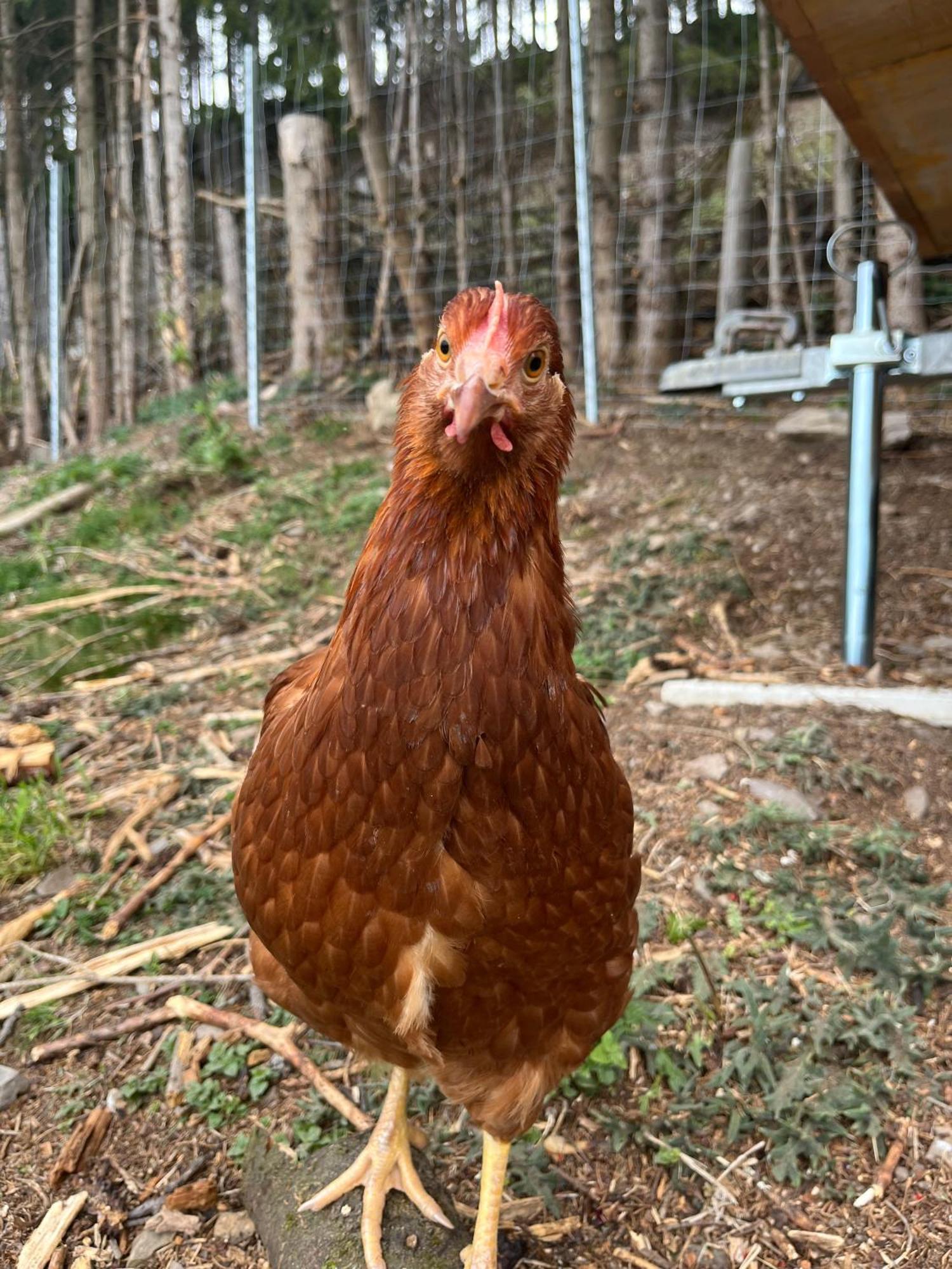 Appartamento Der Wenger Werfenweng Esterno foto